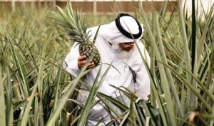 UAE Green Revolution